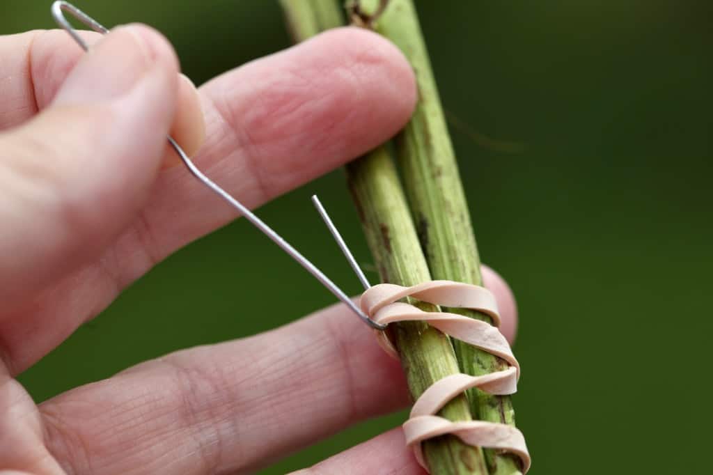 using a rubber band, and a paperclip opened up to form a hook, to hang a bunch of strawflowers on a drying line