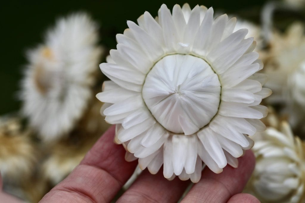 a hand holding a white flower