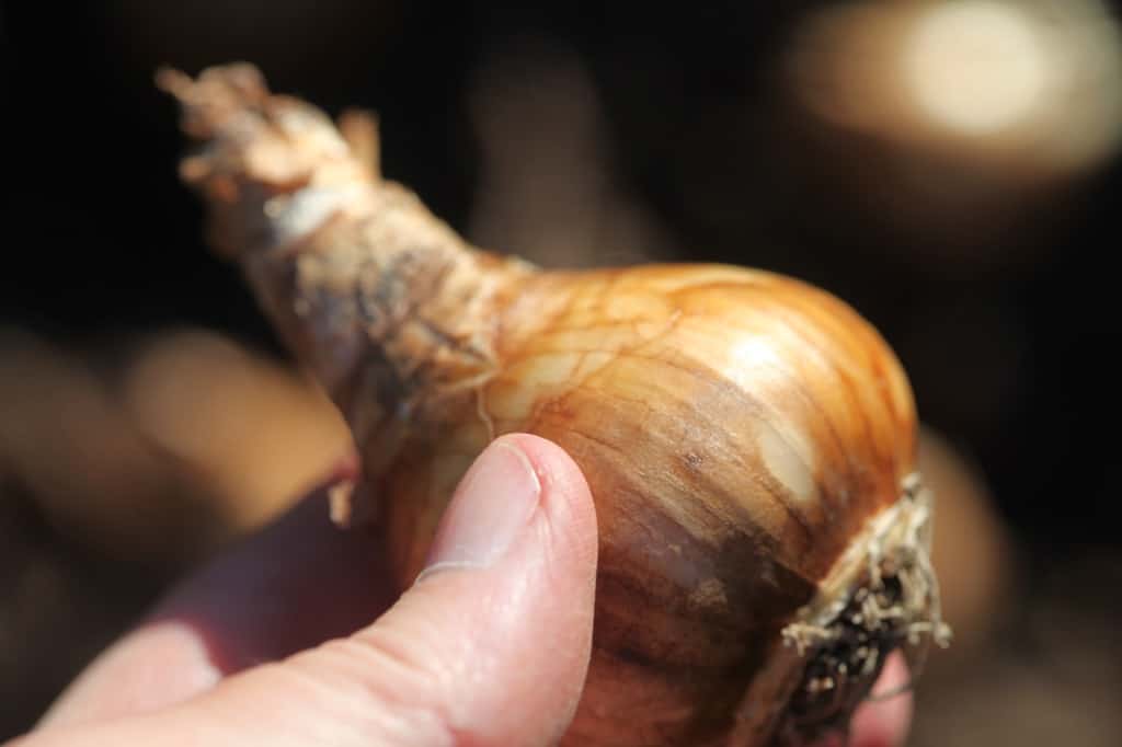 a hand holding a large daffodil bulb to plant in the garden