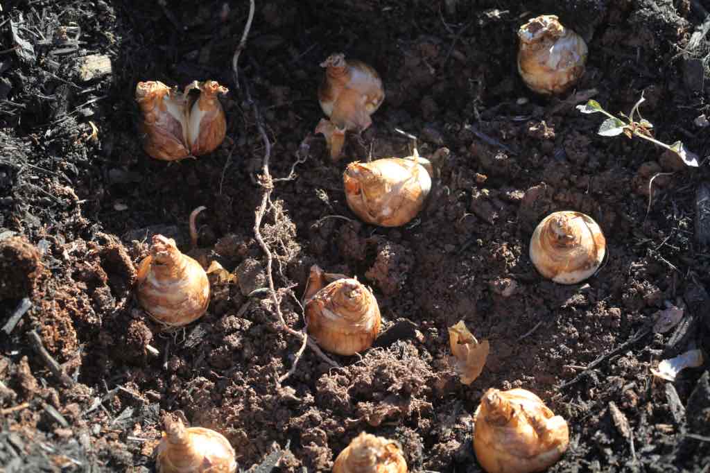 a large group of daffodil bulbs in a hole dug for planting, showing how to plant daffodil bulbs