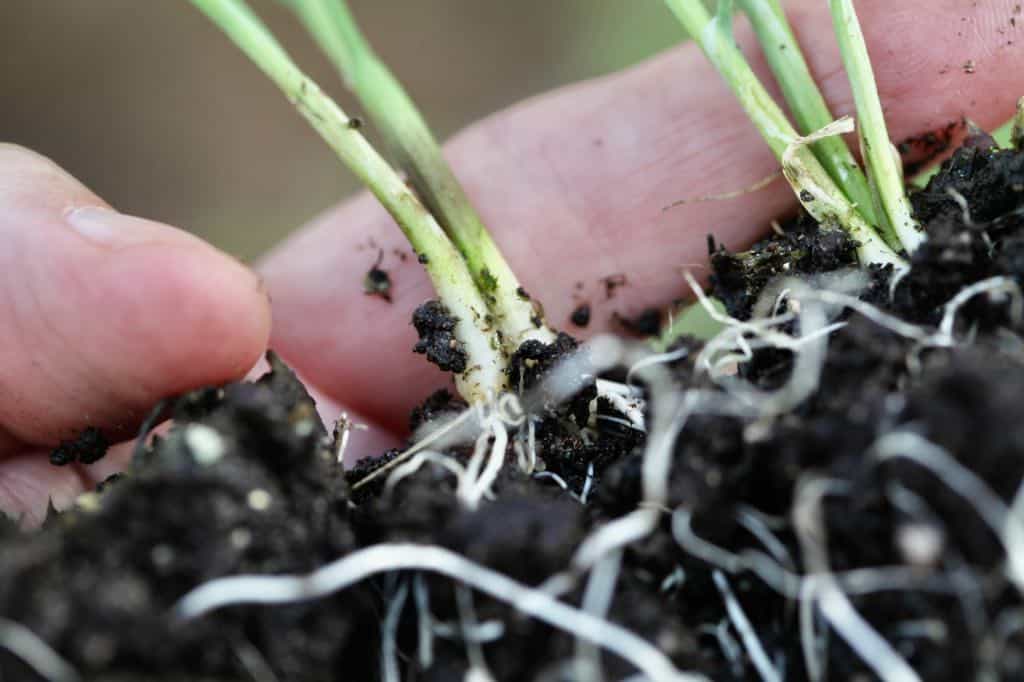 allium seedlings