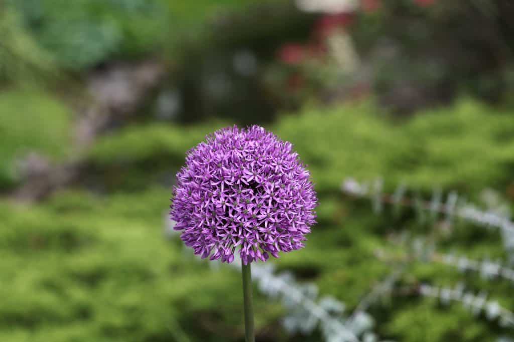 a purple allium flower in the garden