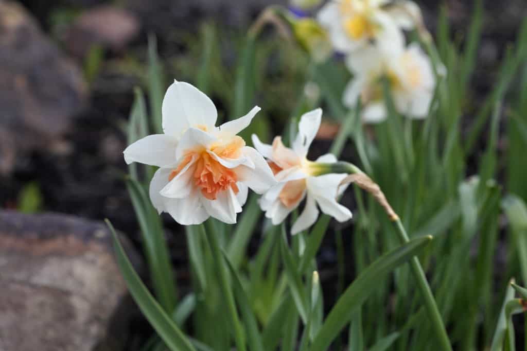 daffodils blooming in the garden