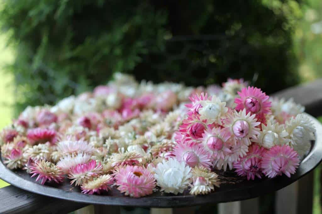 strawflowers on a round pan