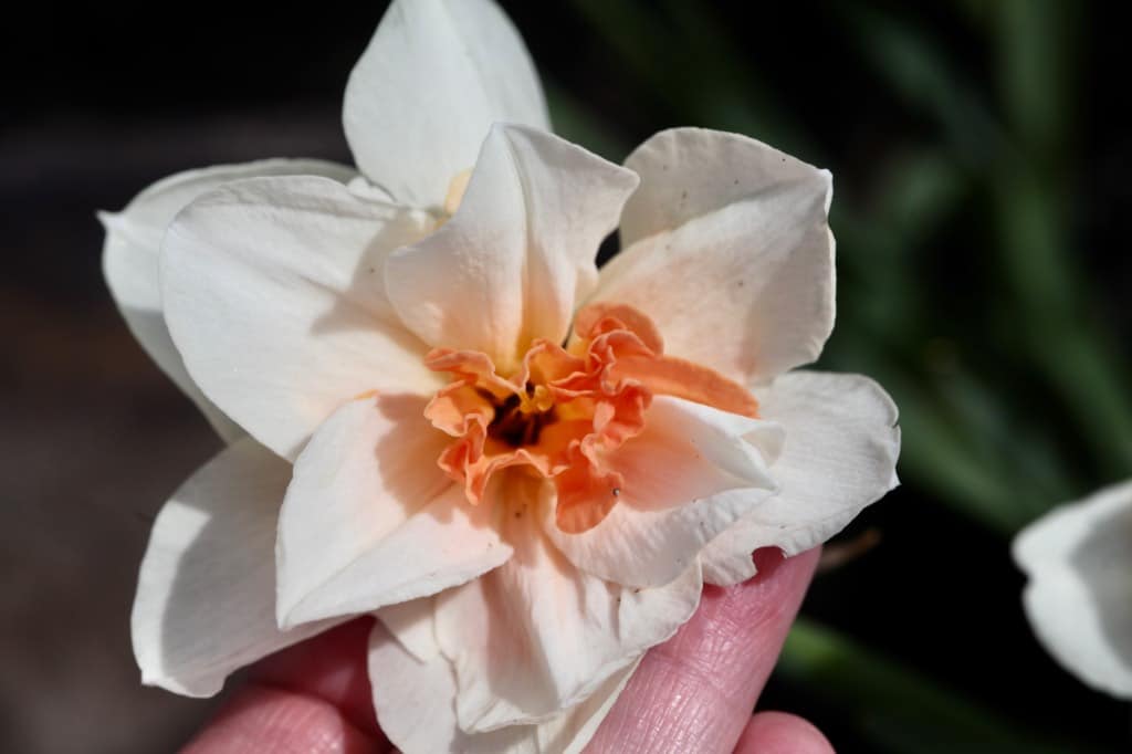 a white and orange daffodil flower