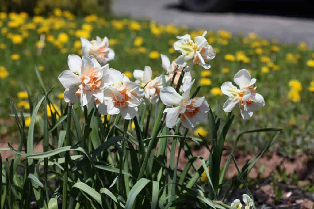 daffodils in the garden, showing how to plant daffodil bulbs