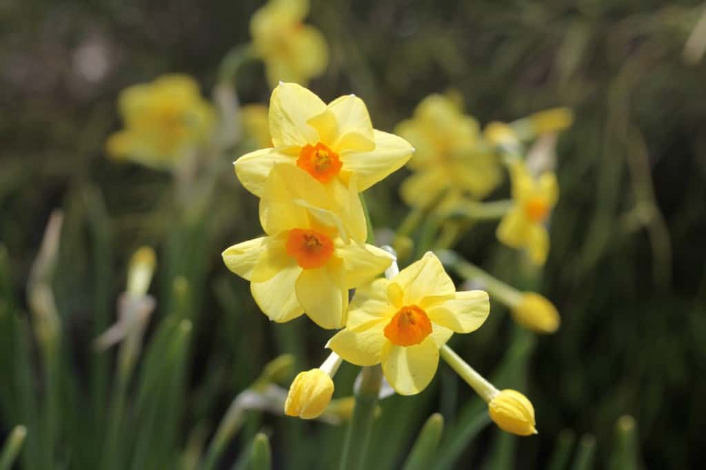 yellow daffodils blooming in the garden, planted from bulbs