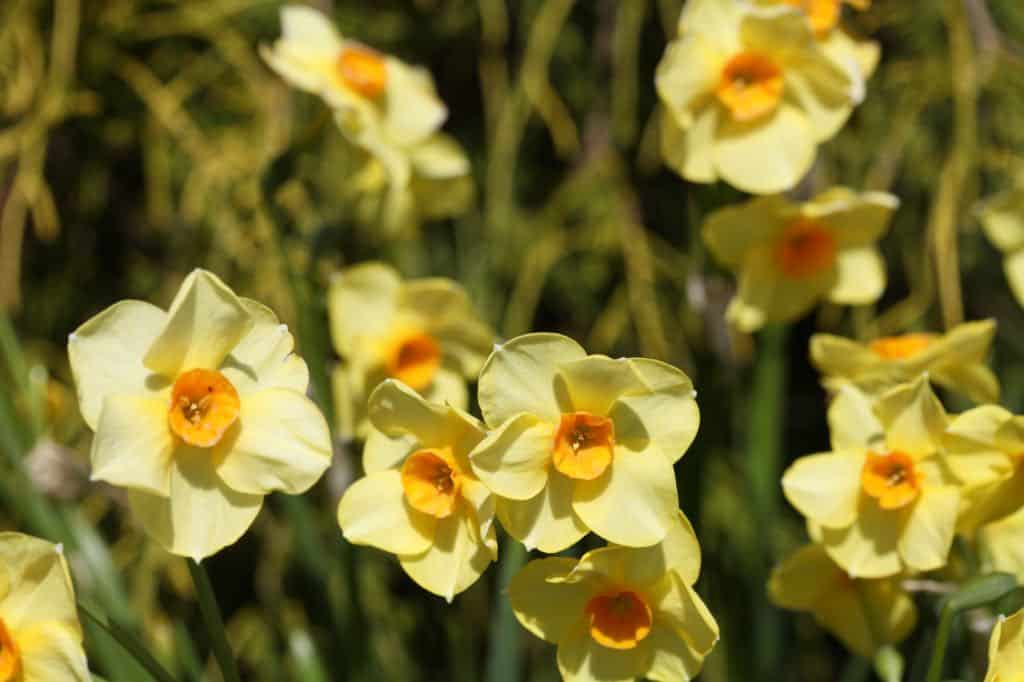 yellow daffodils in the garden