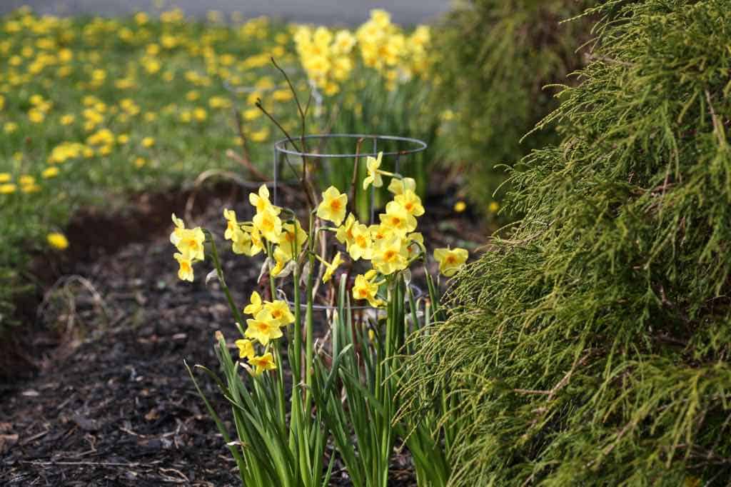 daffodils in the garden, showing how to plant daffodil bulbs