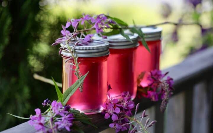fireweed jelly in mason jars