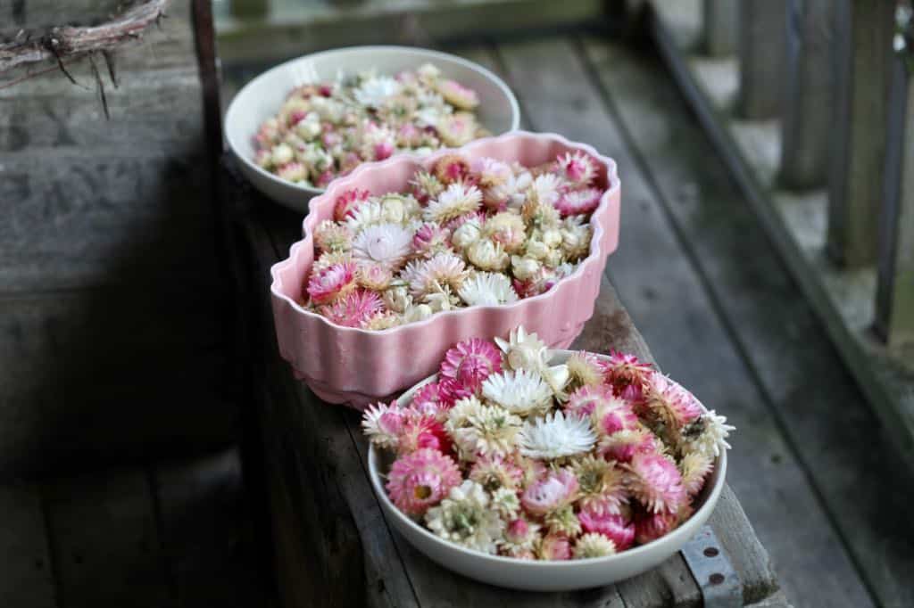 freshly harvested strawflower blooms in bowls on a wooden box