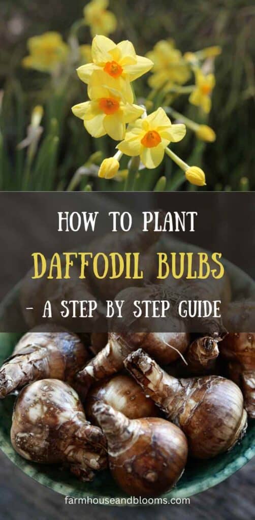 how to plant daffodil bulbs- pinterest pin