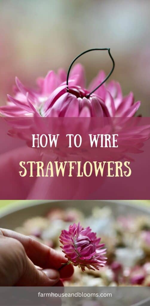 how to wire strawflowers- pinterest pin