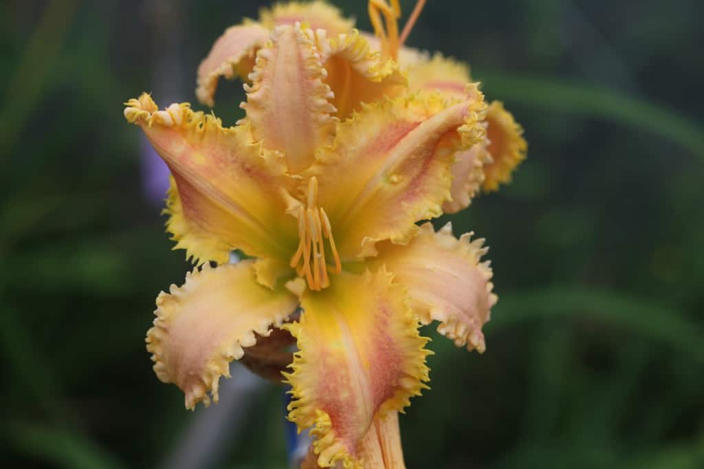 a hybrid daylily