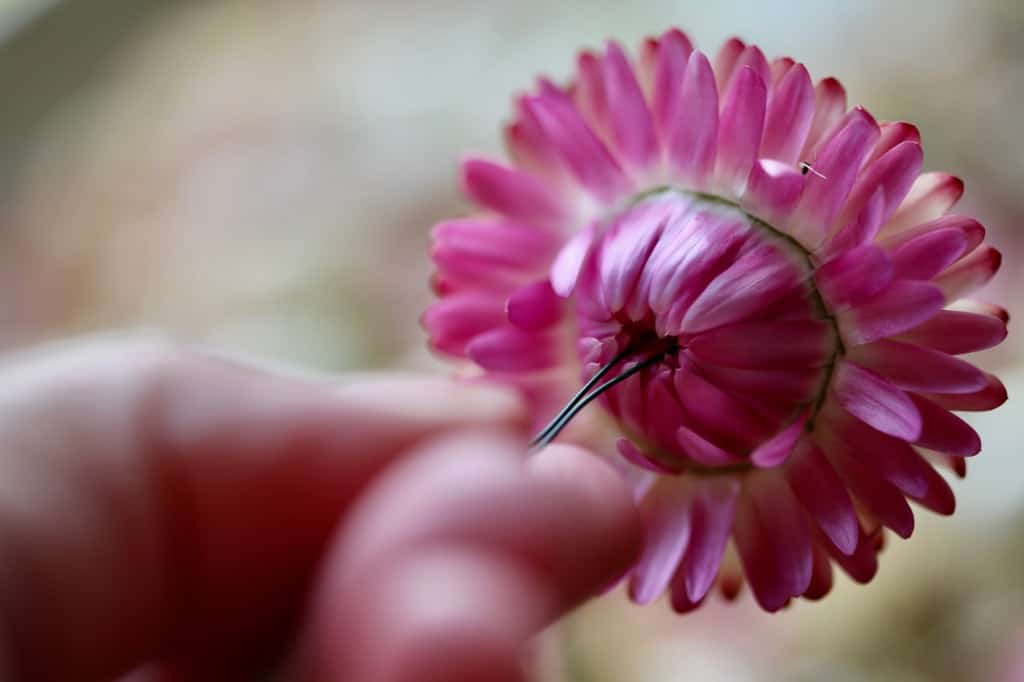 inserting the wires into a strawflower