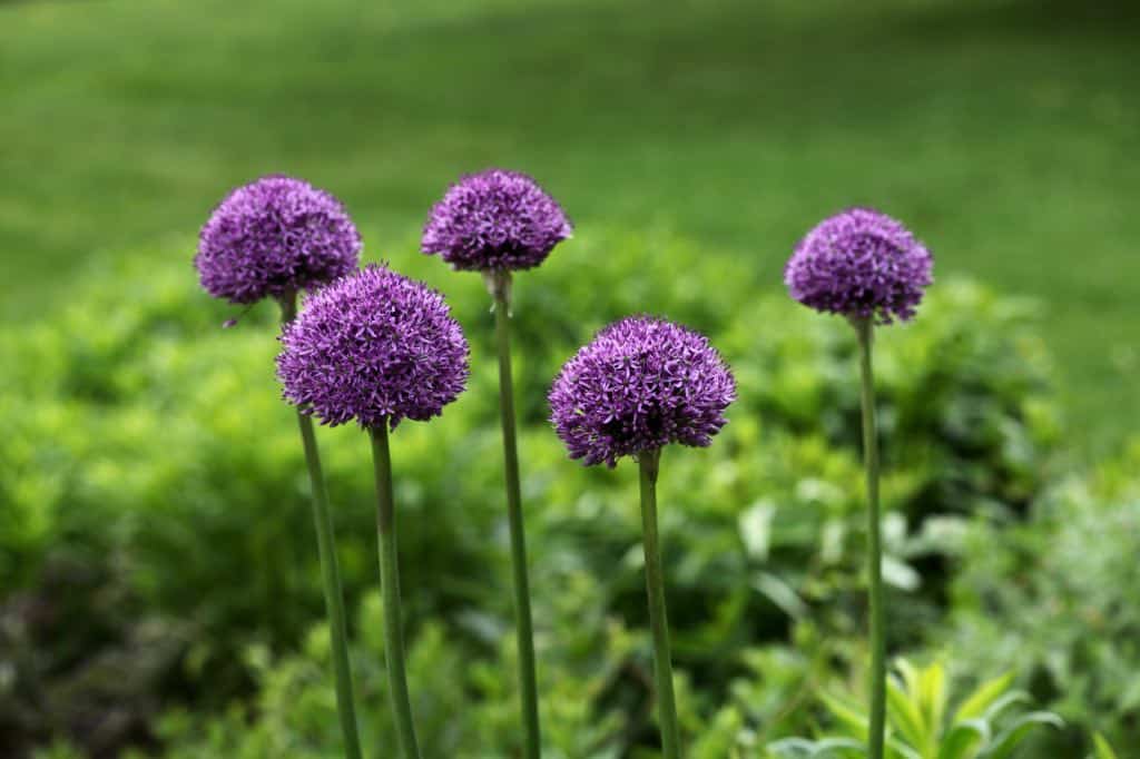 five purple ornamental allium flowers in the garden