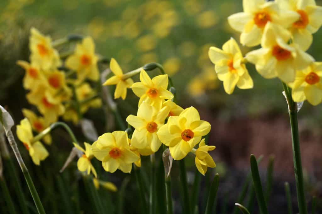 narcissus jonquil, or rush daffodil in the garden