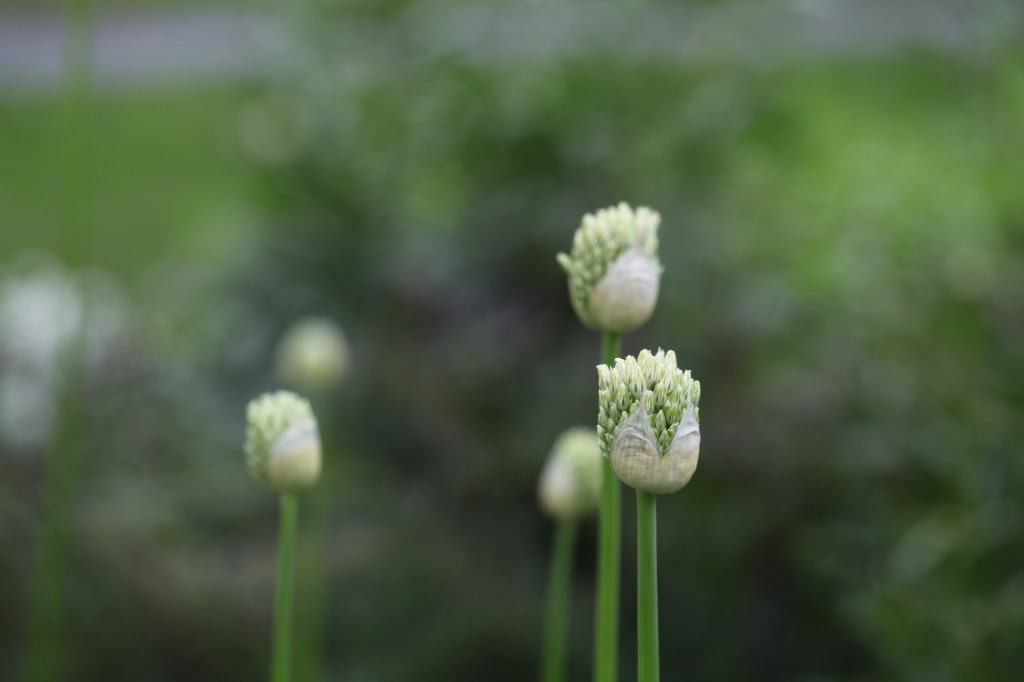 ornamental alliums just beginning to bloom