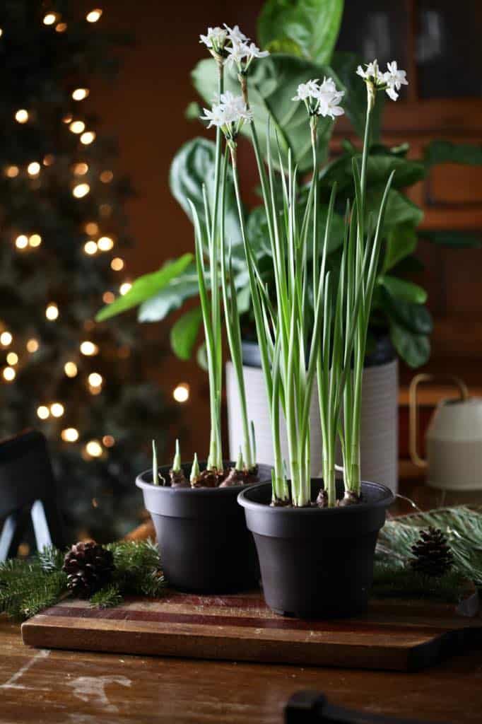 paper whites growing indoors in containers