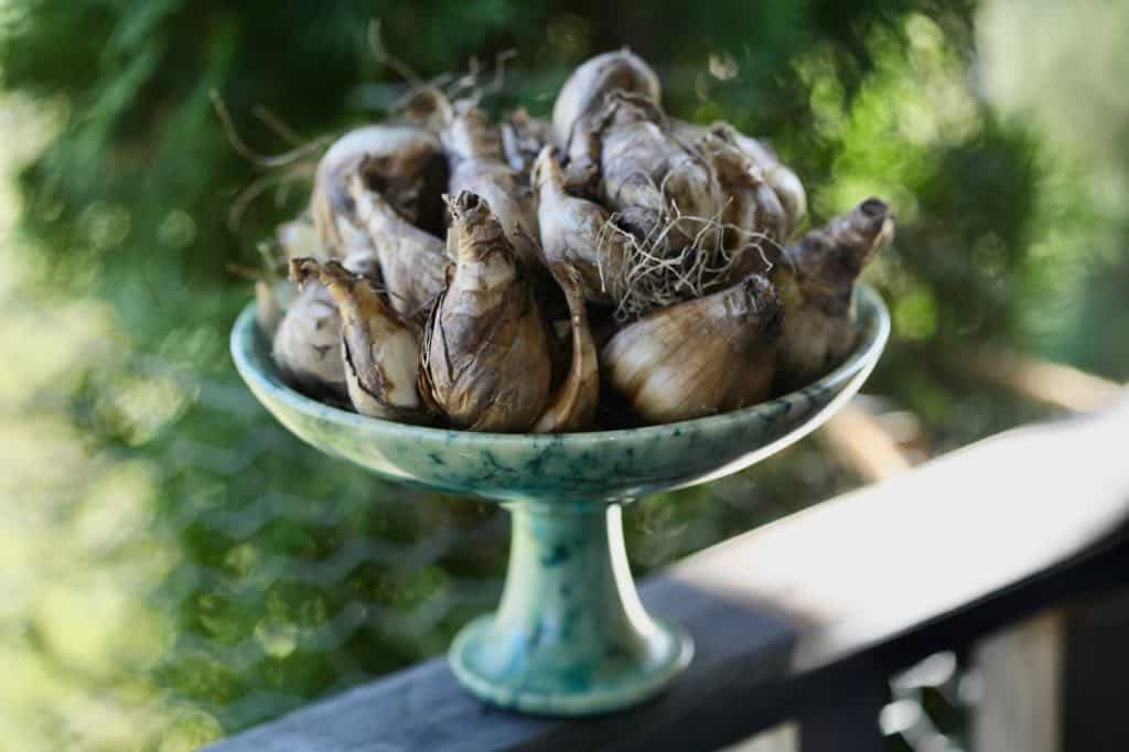 a green platter with daffodil bulbs to plant in the garden