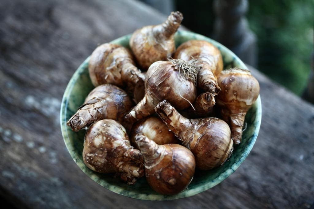 a bowl of bulbs to be planted in the garden