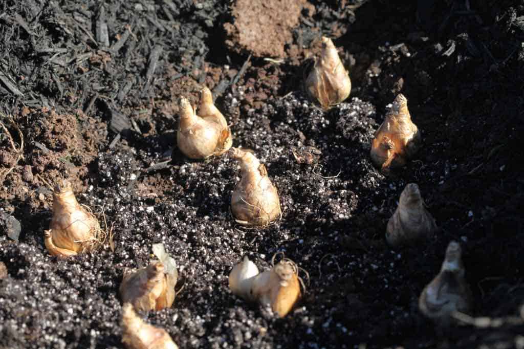 planting daffodil bulbs