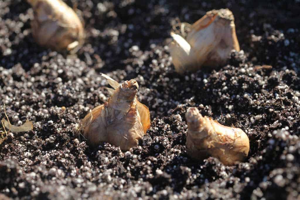 planting tulip bulbs into well drained soil