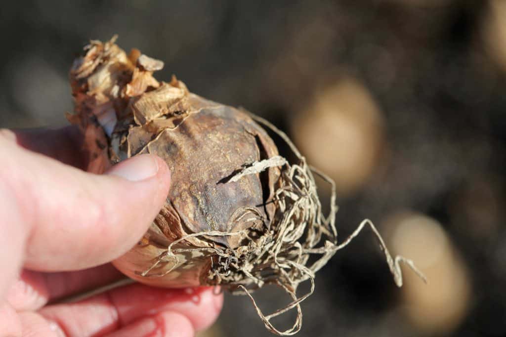 a hand holding a daffodil bulb to be planted