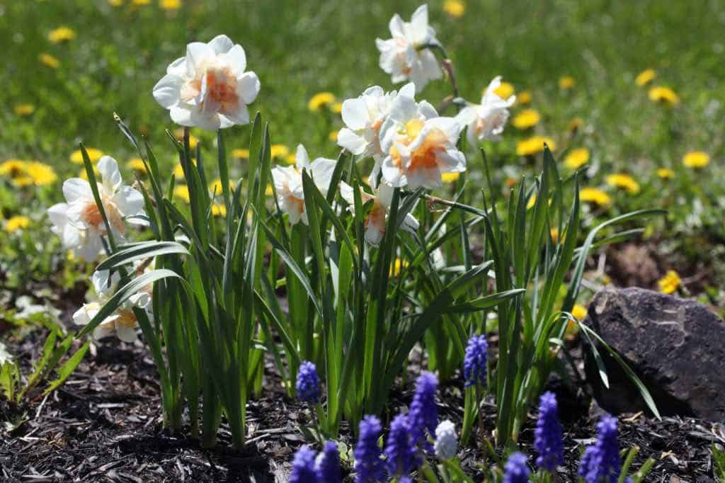 replete daffodil in the garden