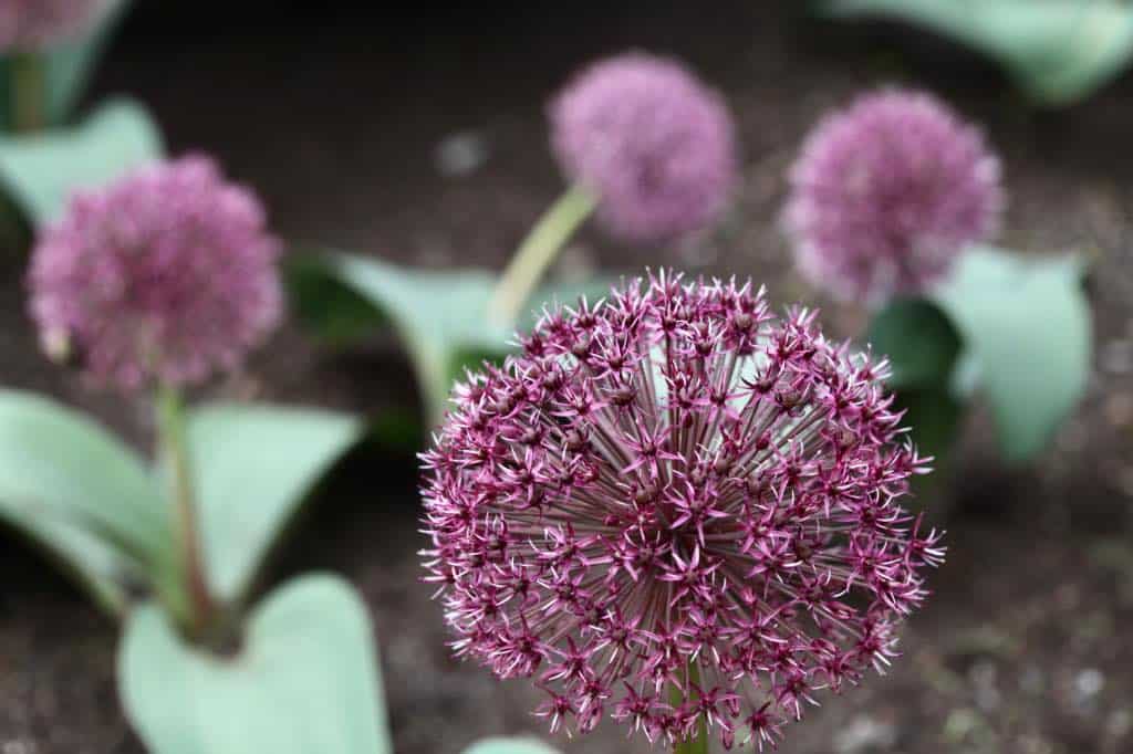 allium flowers in the garden