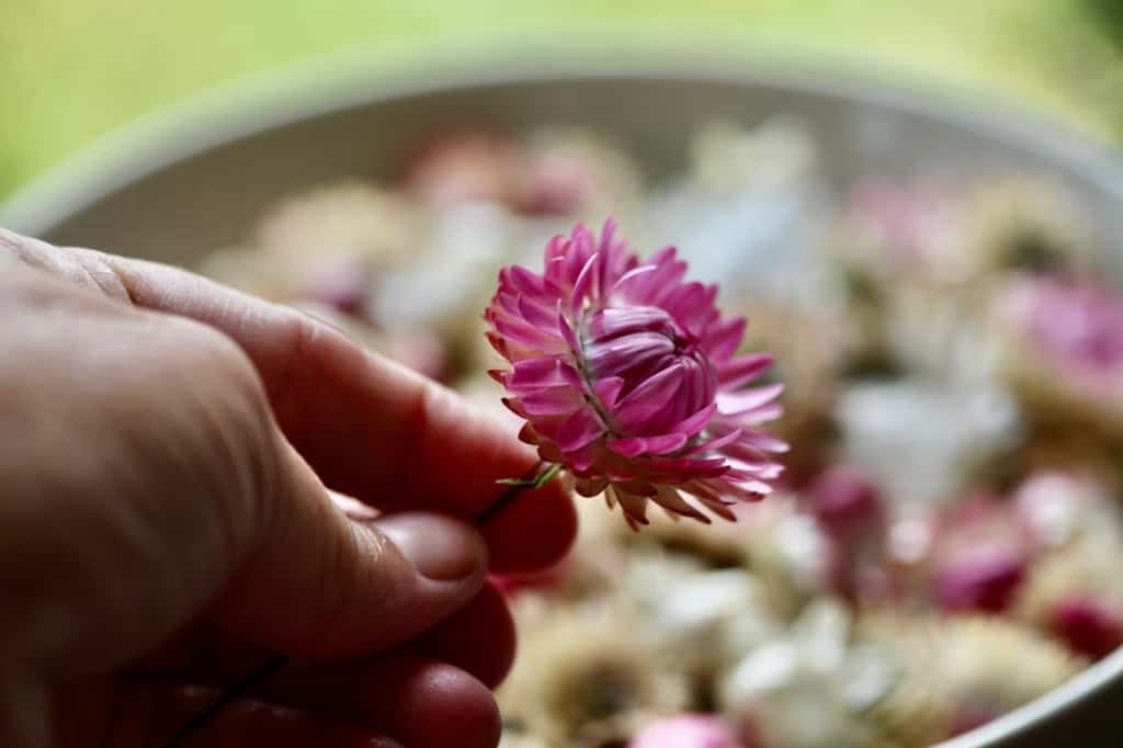 a hand holding a wired strawflower