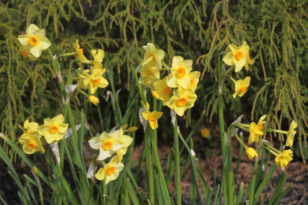 daffodils growing in the garden