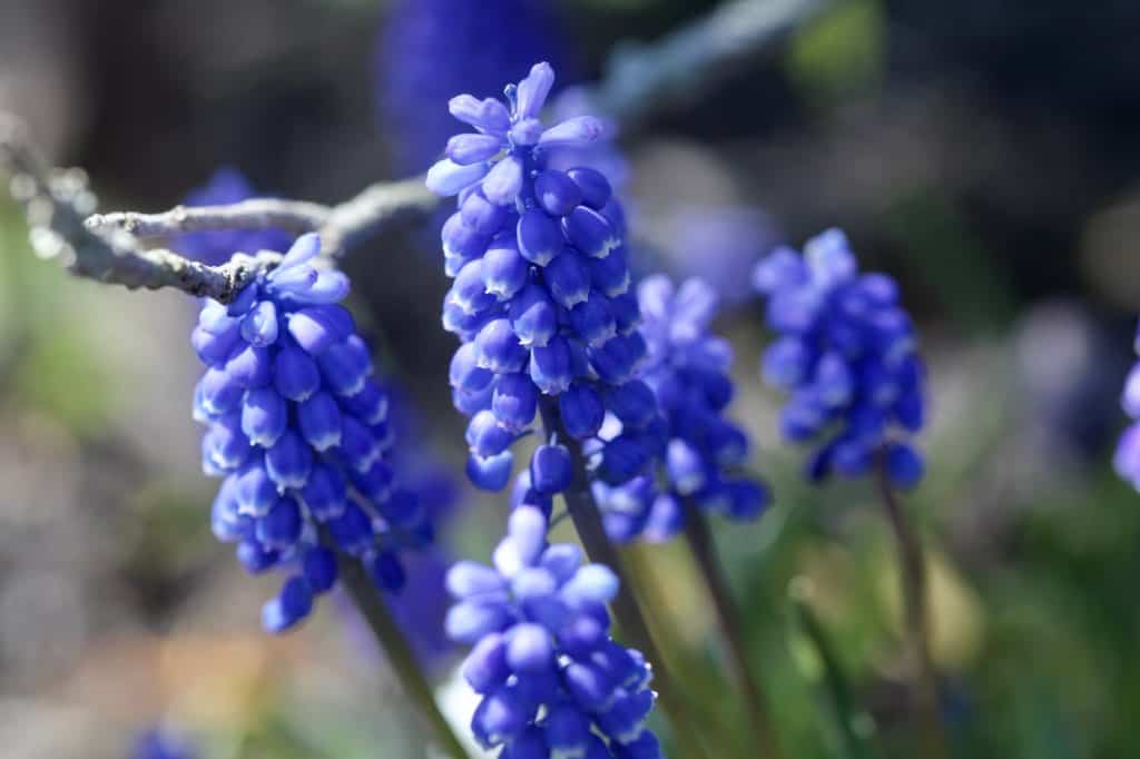 blue muscari flowers in the garden