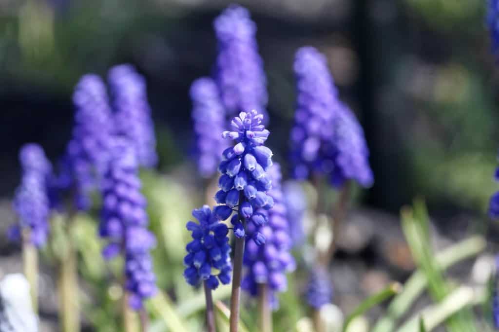 Muscari armeniacum in the garden