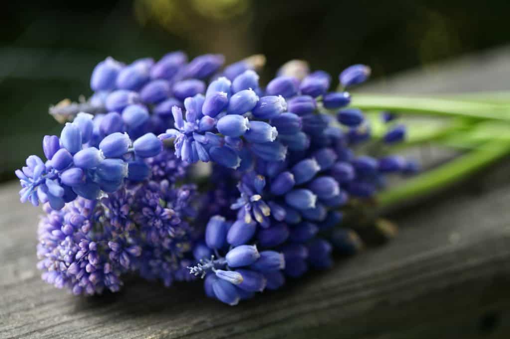 a small posy of muscari flowers