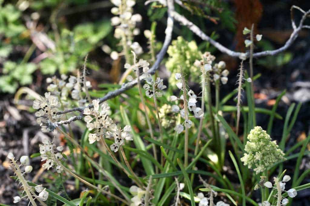 muscari seed pods in the garden