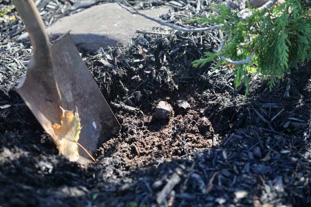 a shallow planting hole for muscari bulbs