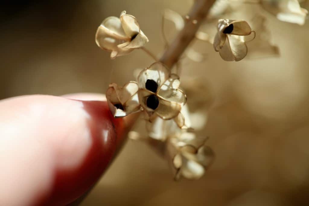 harvesting mature muscari seeds