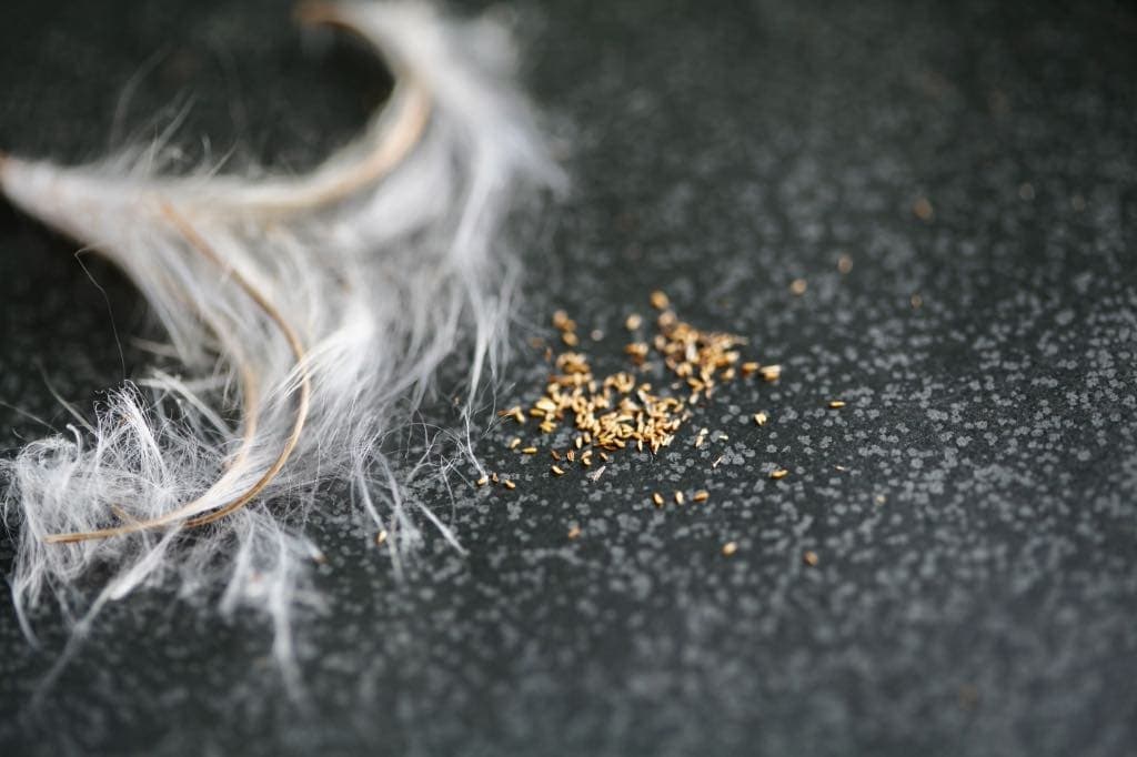 fireweed seeds removed from the hairs