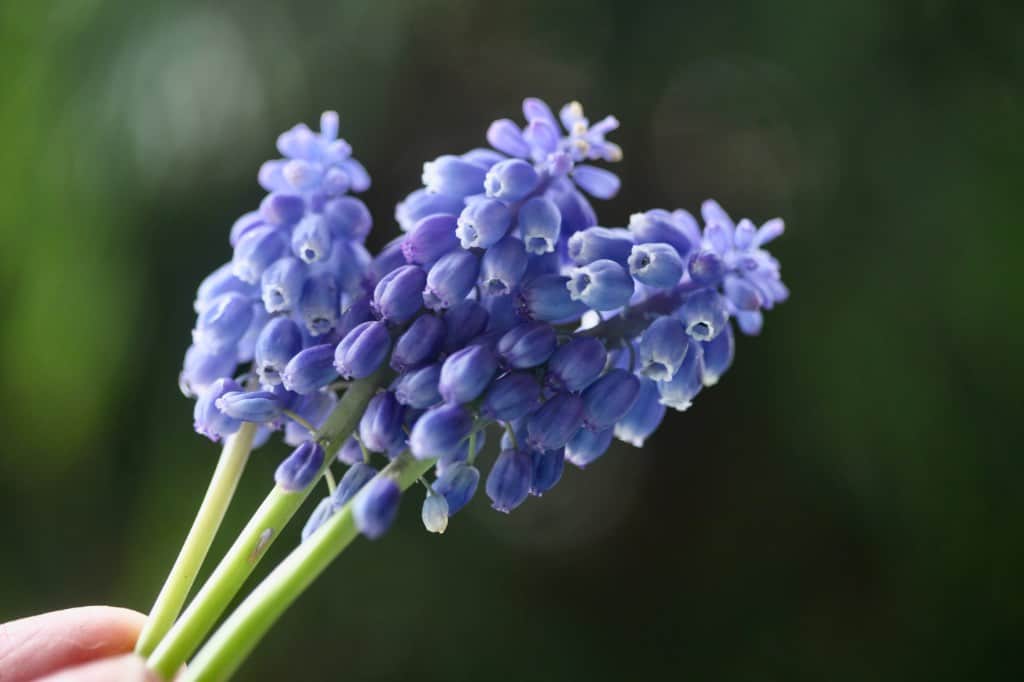 a hand holding three muscari flowering stems