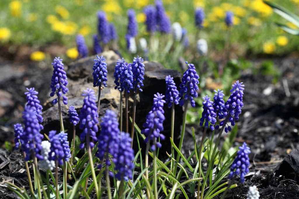 purple muscari flowers in the garden in spring