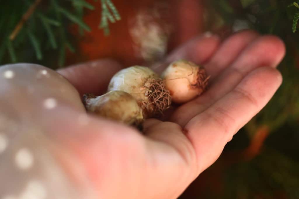 a hand holding muscari bulbs 