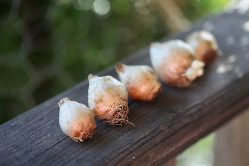 muscari bulbs lined out on a wooden railing