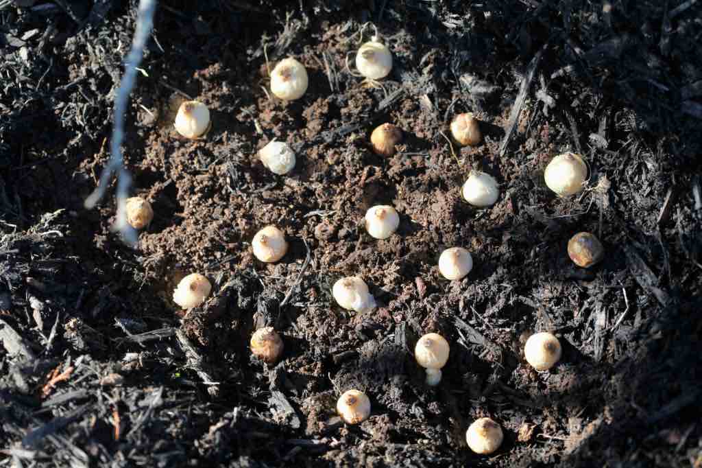 muscari bulbs being planted