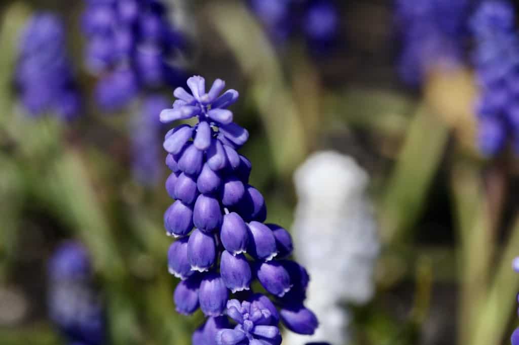 muscari flowers in the garden