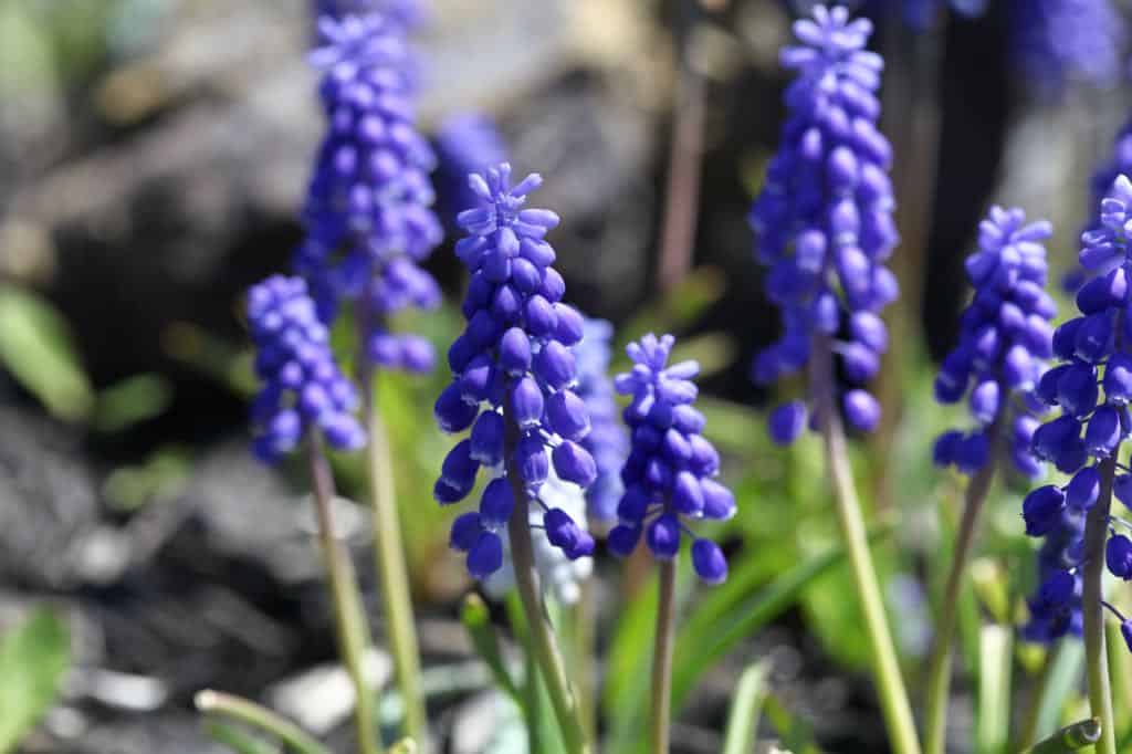 blue muscari flowers growing in the garden