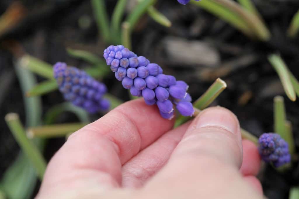 muscari flower buds resemble clusters of tiny grapes