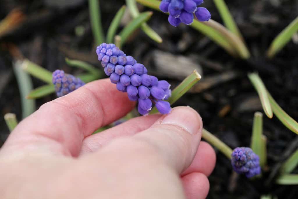 a hand holding muscari flowers in the garden