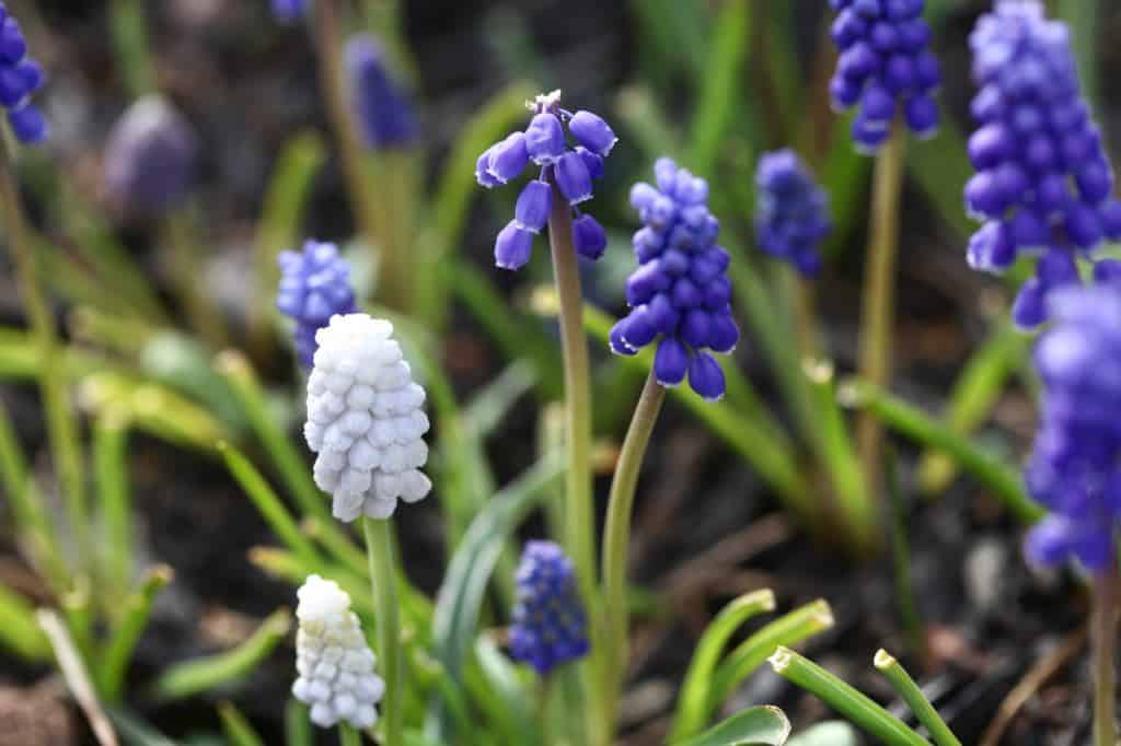 muscari flowers in the garden