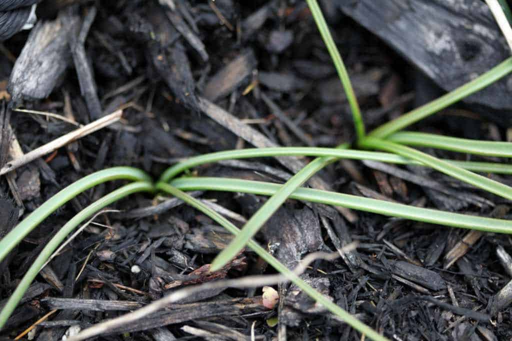 muscari leaves in November, from a second flush of growth